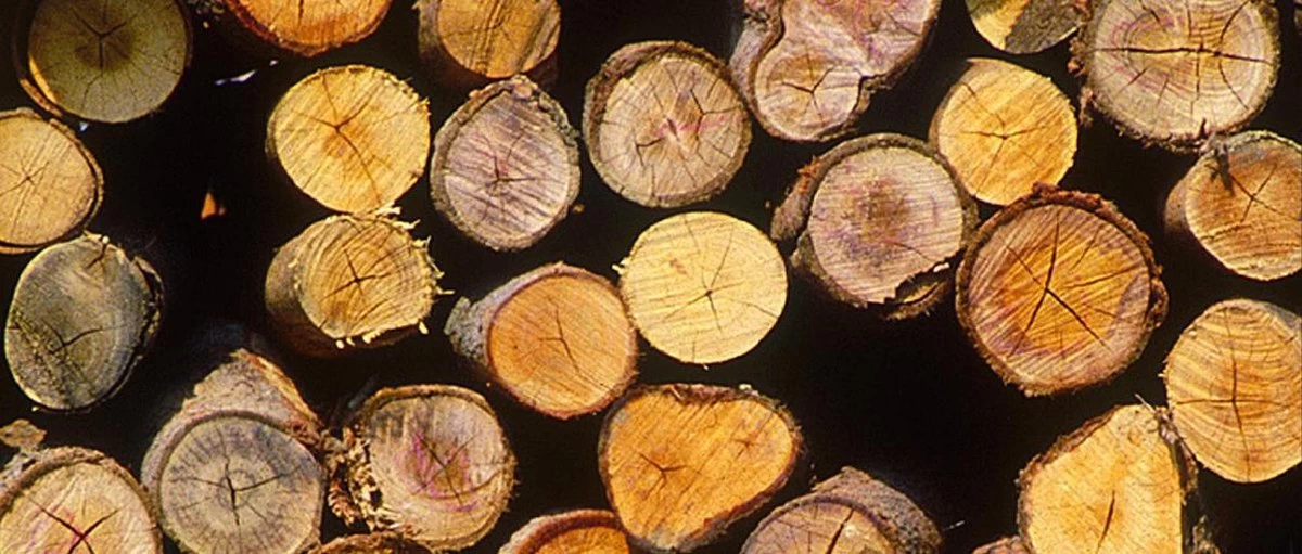 Einhell Accu Kettingzaag GE-LC 18 Li-Solo Power X-Change (Li-Ion, 18 V, 25 Cm Zwaardlengte, 23 Cm Snijlengte, Terugslagbescherming, Kettingvangbout, Zonder Accu En Lader) - Afbeelding 15